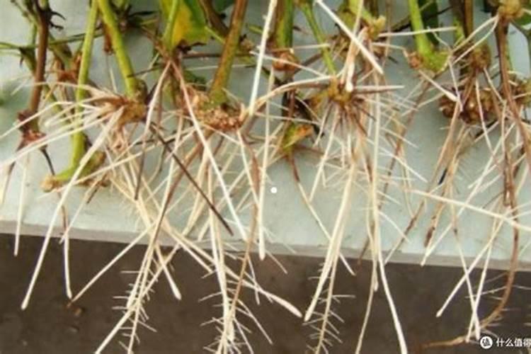 水稻秧苗可不可以用白糖来代替生根粉？