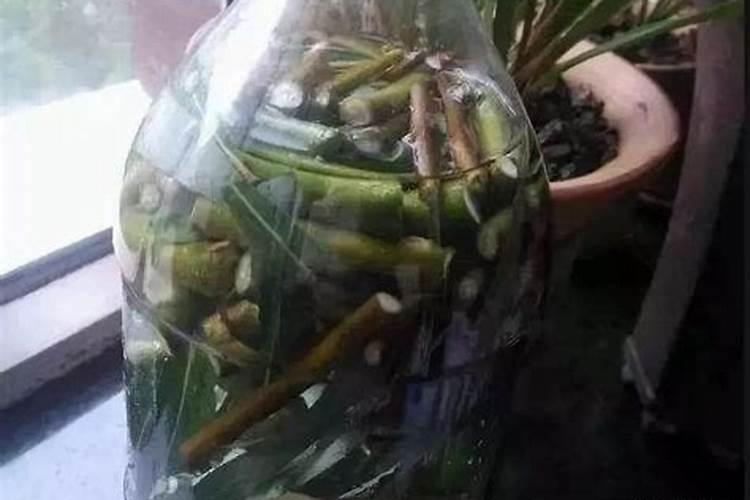 苗大帅是什么肥