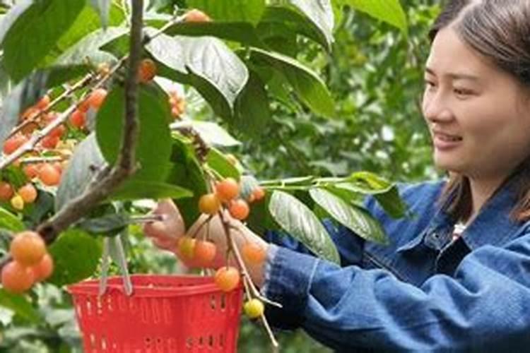 樱桃树怎样促进花芽分化,需要用什么肥料？