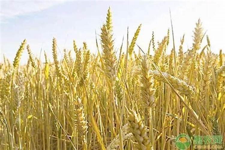 小麦叶面肥什么牌子最好