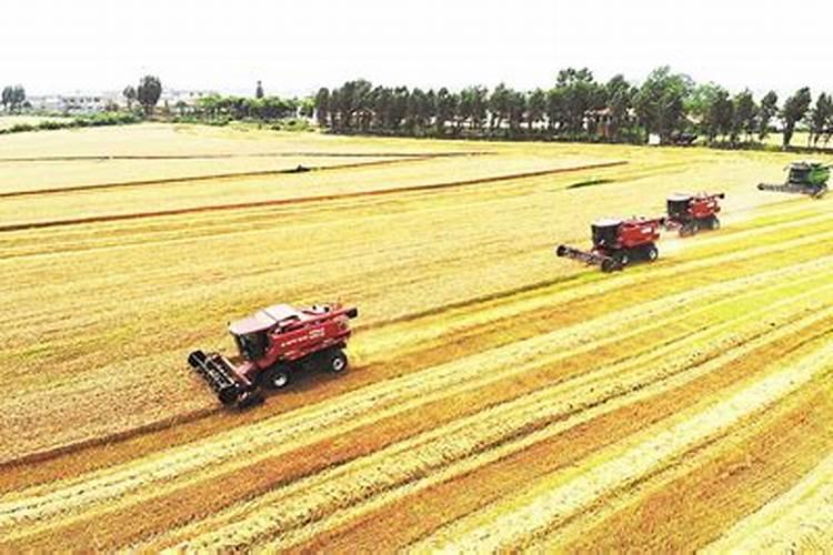 沃巴盾与根宝那个对小麦效果好？