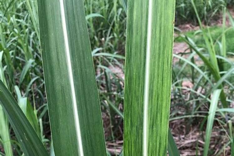 怎样鉴别常用化学肥料的种类？