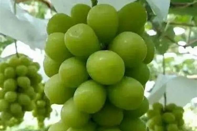 阳光玫瑰成熟期施什么肥