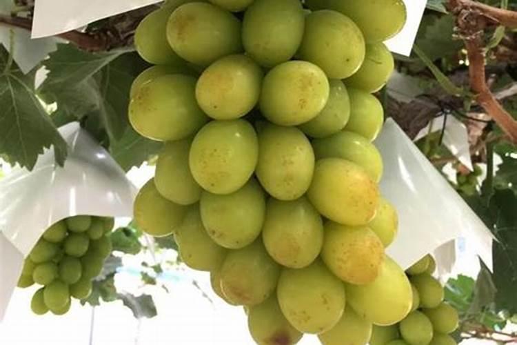 第一年阳光玫瑰栽培养殖方法