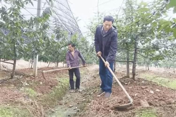 果树幼苗如何施肥不烧根