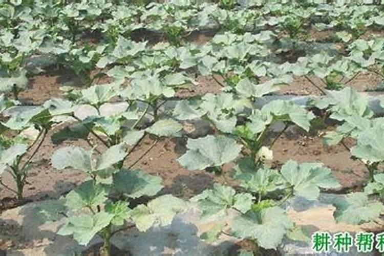 黄秋葵需要什么肥料