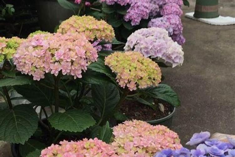 绣球花秋天怎么施肥