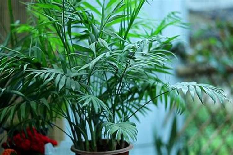 袖珍椰子的繁殖方法介绍!原来朋友家的袖珍椰子都是这么来的啊!百度...