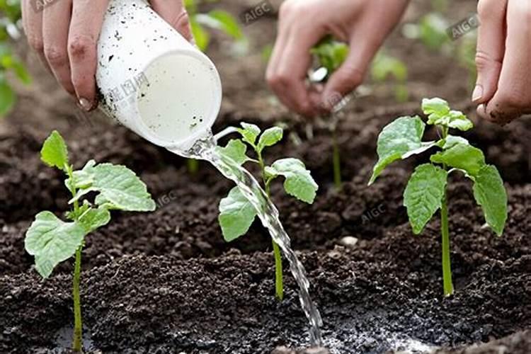 辣椒能用二铵吗