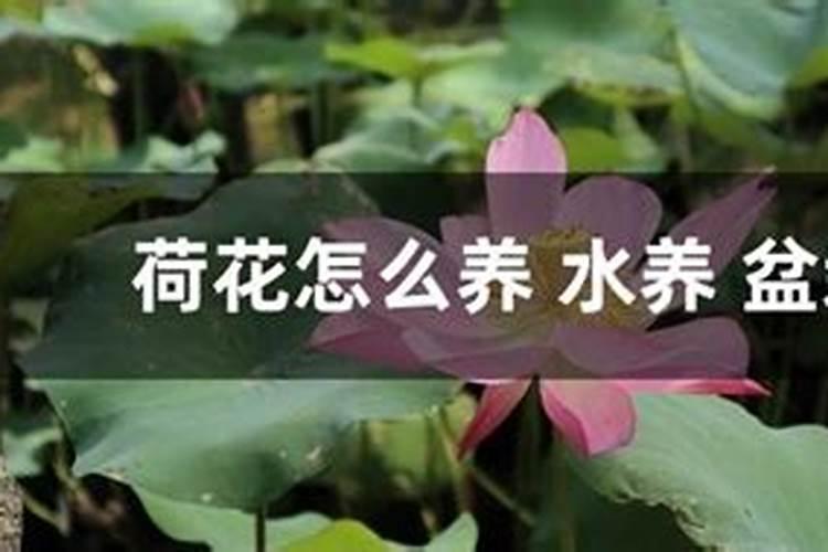 荷花如何施肥方法