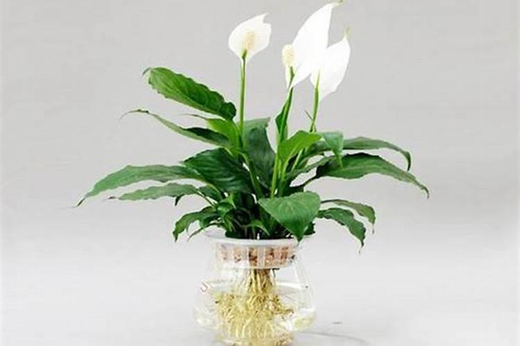 水培白掌、粉掌(想让它一直开白色的花)用什么牌子的营养液好？多长时间...