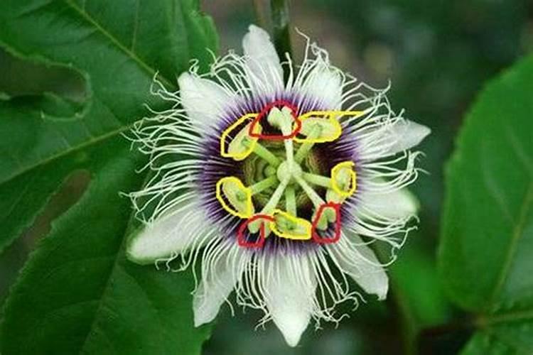 百香果在开花结果期间要施什么肥？