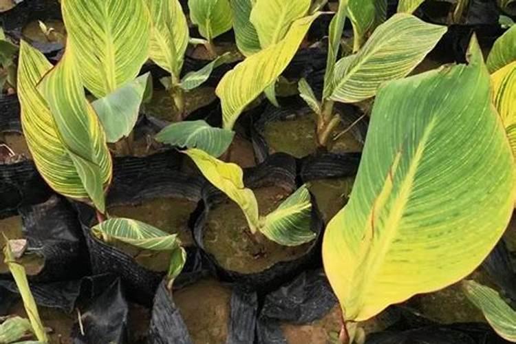 香蕉科学施肥方法,什么时候适合施肥