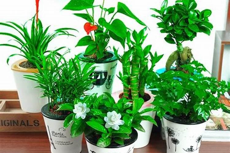 兰草花浇什么肥最好