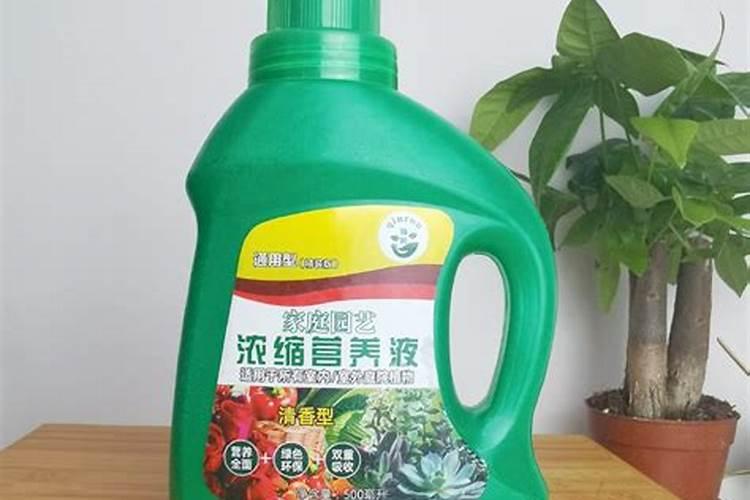 绿萝营养液怎么配置效果最好,用了绿油油不发黄