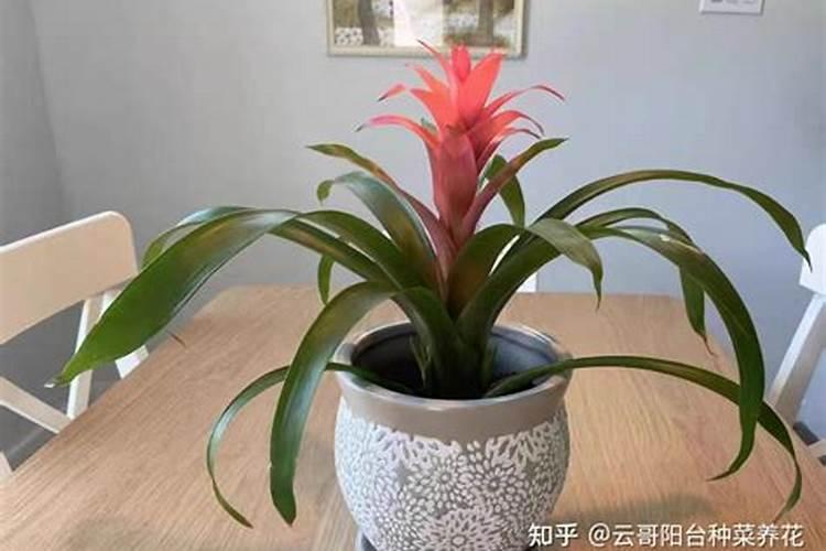 刚种植的凤梨可以施肥吗？