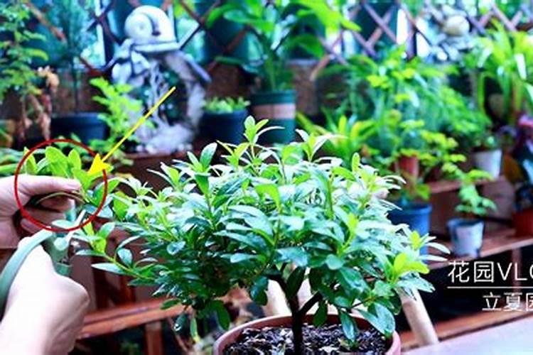 在养花时如何使用磷肥