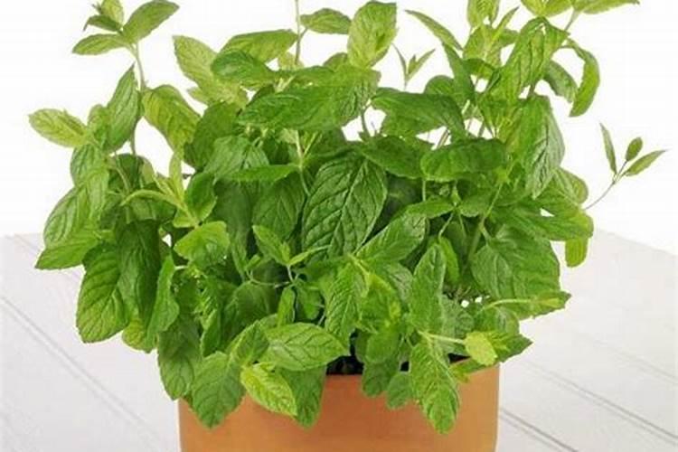 金银花用什么叶面肥好