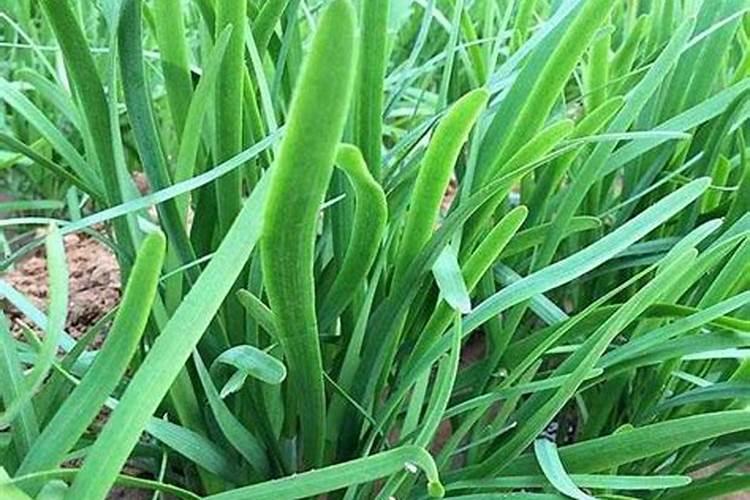 韭菜喜欢什么肥