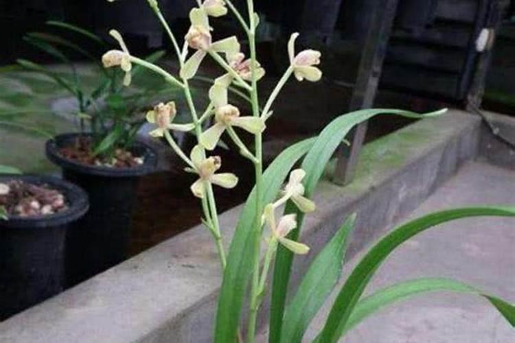 兰花什么时候施肥最好,兰花施肥用什么肥最好(氮磷钾肥)