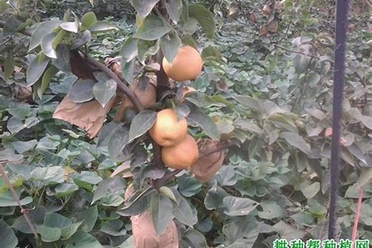秋月梨果型不饱满怎么补救