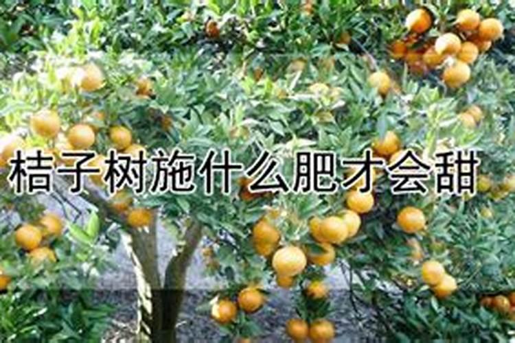 要桔子甜放什么肥料