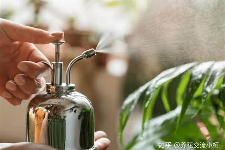 盆栽植物开花可以喷叶面肥吗