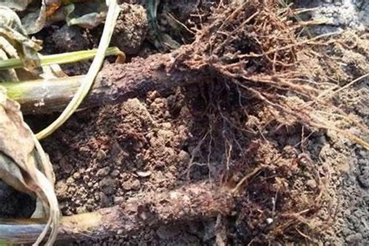 果树根腐病的根本原因是什么