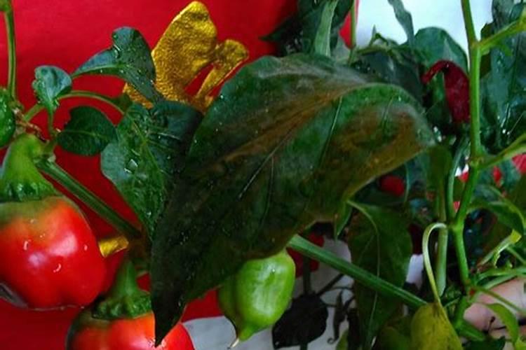 甜椒为什么不坐果