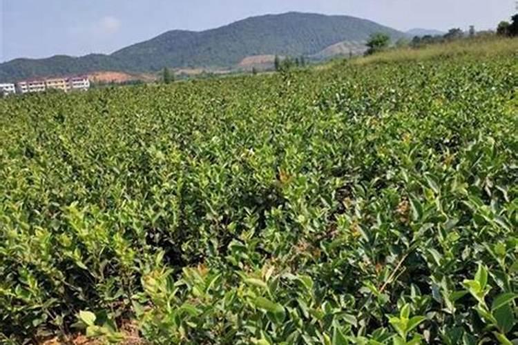 油茶树的种植栽培管理,种植时怎样施肥