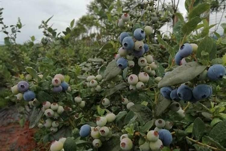 蓝莓修剪完后多久可以施肥