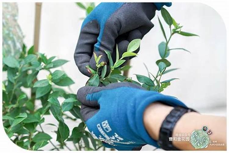 怀宁元火火蓝莓栽培管理技术:蓝莓花期如何进行管理？