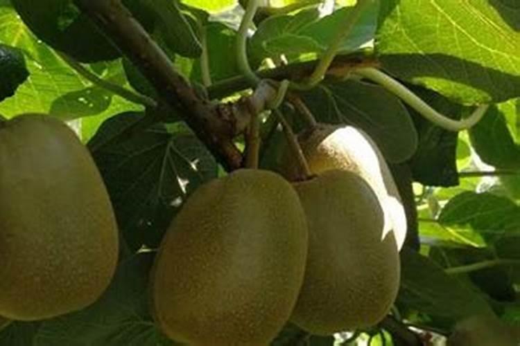 猕猴桃什么时间施膨果动力钾？