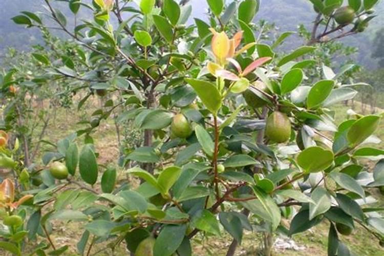 油茶开花时期应该喷何种叶面肥？