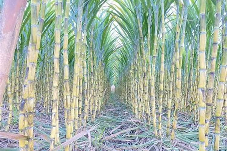 甘蔗打什么药好