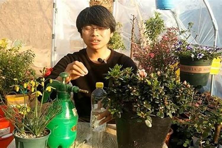 月季为什么要喷施叶面肥杀菌剂添加叶面肥有何作用