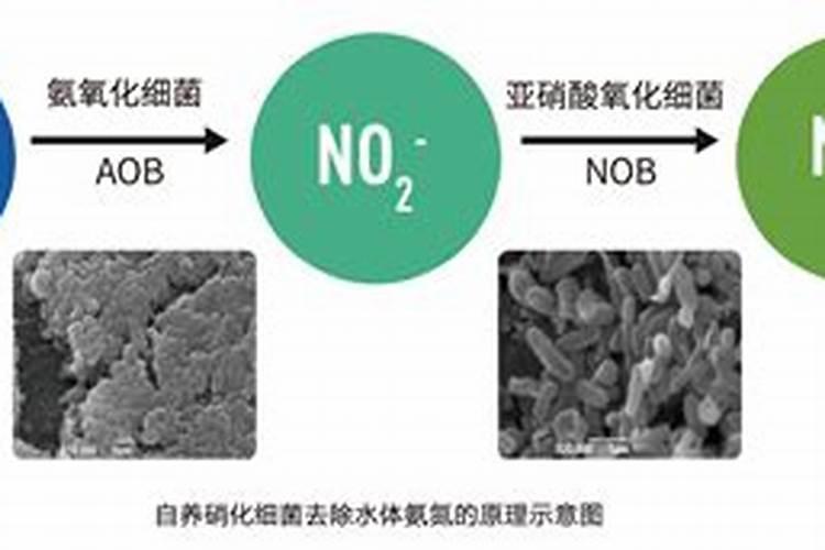 开缸前,一定要了解什么是硝化细菌