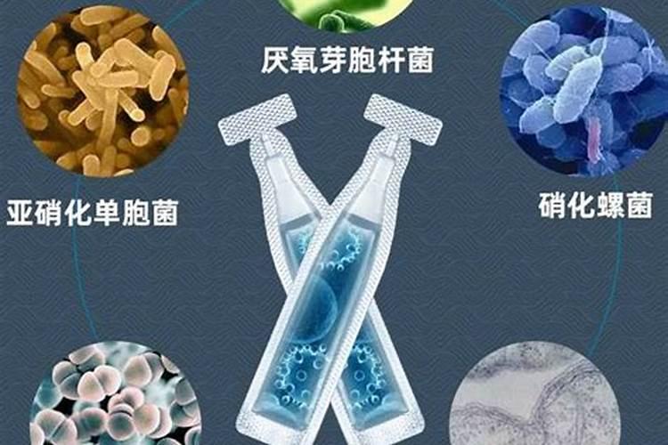 怎么确认硝化菌成功了 硝化菌是自养菌还是异养菌