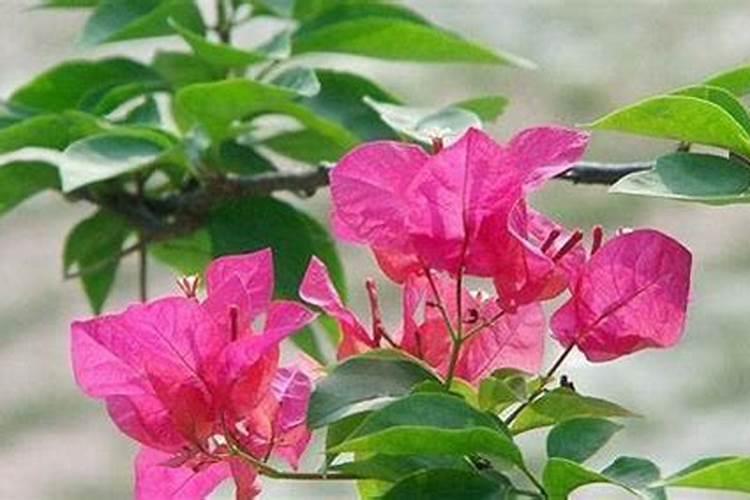 三角梅花期用施肥吗 三角梅花期用不用施肥