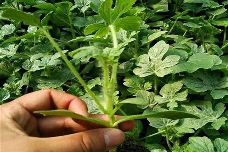 西瓜追肥用什么肥料好