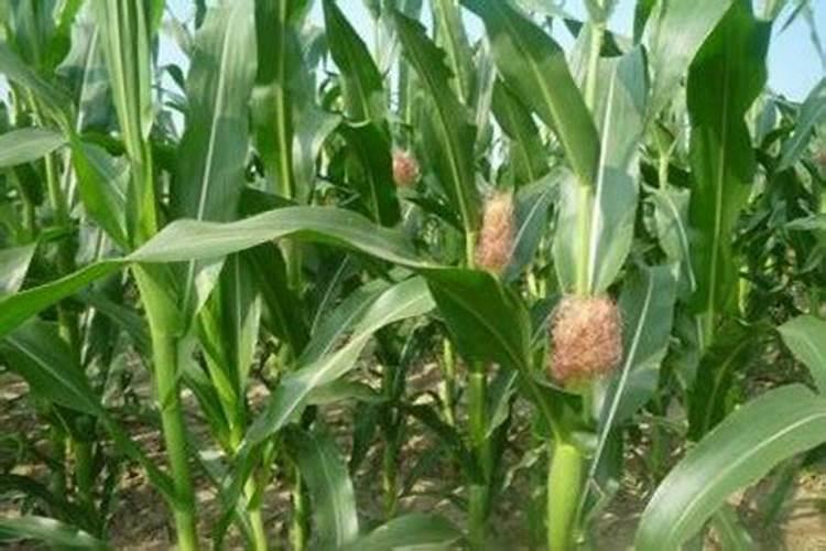 大豆叶面肥可以用于喷玉米吗