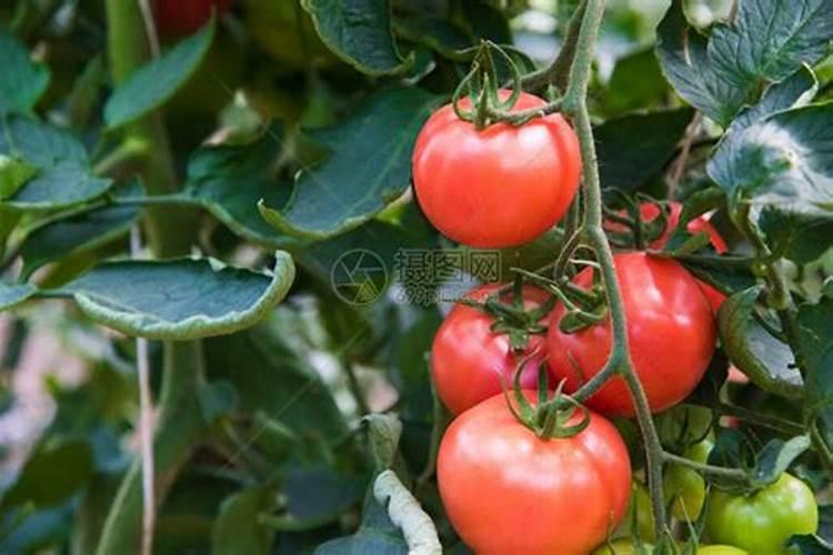 番茄喷施磷酸二氢钾可以加糖醇钙镁吗