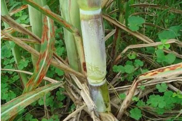 种植糖甘蔗用哪种肥料好