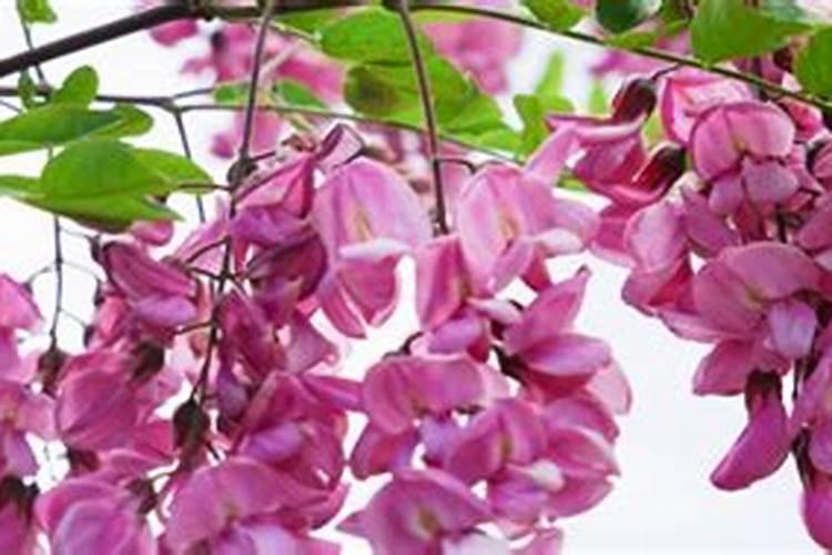 紫藤树种植用什么肥料