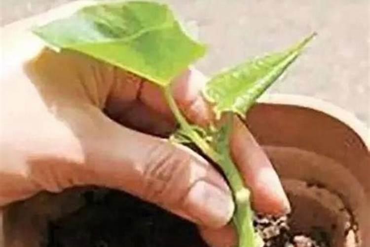 扦插的植物生根后,是否需要施肥？