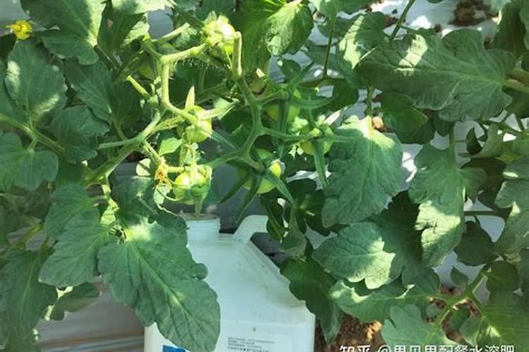 让果实膨大用什么肥料好