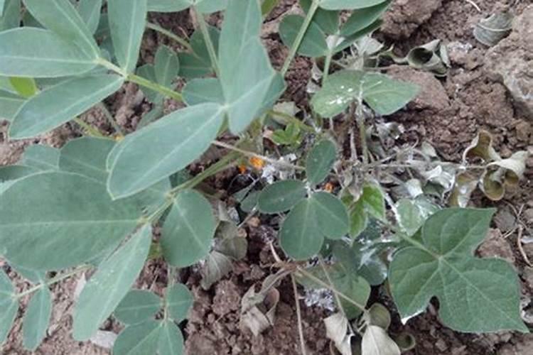 花生青枯会影响花生产量,田间花生大量青枯时,应该怎么办呢？百度知 ...