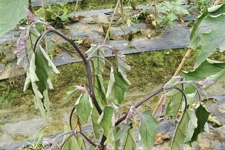 西红柿长病用什么药治最好