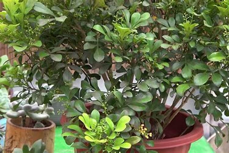 米兰施什么肥最好