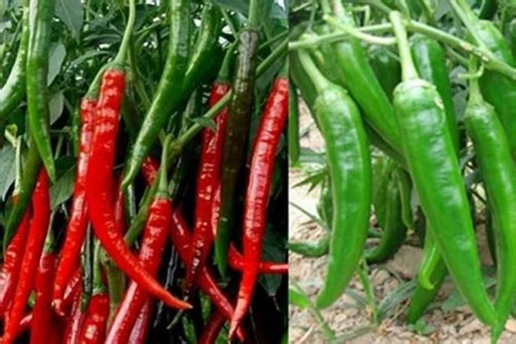 辣椒盛果盛花期需要补充含磷肥吗